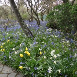 Bluebells with daffodils and tulips in the Christchurch Botanic Gardens