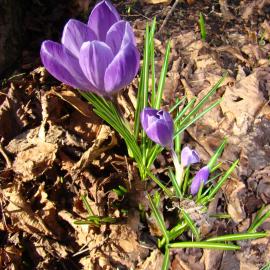 Crocus