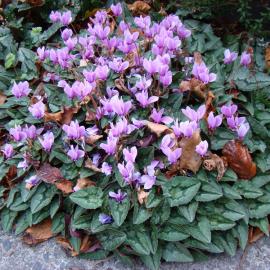 Cyclamen hederifolium