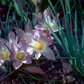 Romulea bulbocodium
