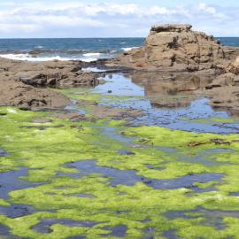 Curio Bay Catlins 3