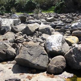 Curio Bay Catlins 4