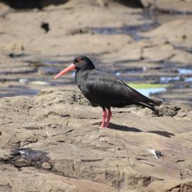 Curio Bay Catlins 7