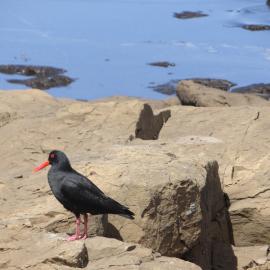 Curio Bay Catlins 8