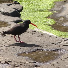 Curio Bay Catlins 10