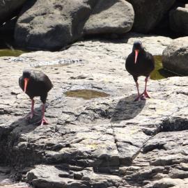 Curio Bay Catlins 11