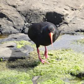 Curio Bay Catlins 12