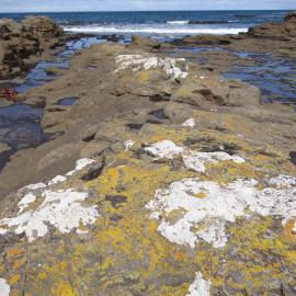 Curio Bay Catlins 13