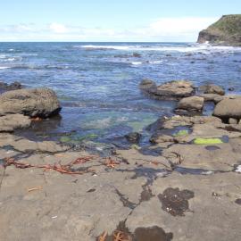 Curio Bay Catlins 15