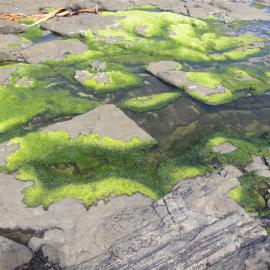 Curio Bay Catlins 16