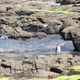 Curio Bay Catlins 21