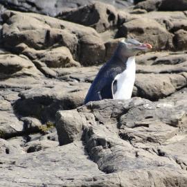 Curio Bay Catlins 22