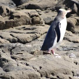 Curio Bay Catlins 23