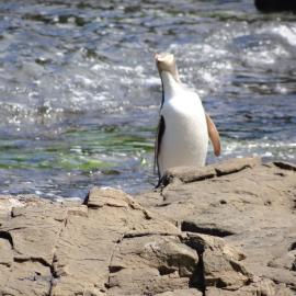 Curio Bay Catlins 24
