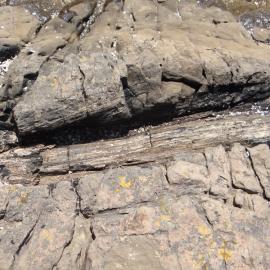 Curio Bay Catlins,  petrified wood 4