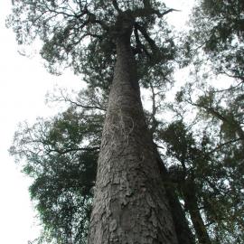 Dacrycarpus cupressioides  Riccarton Bush