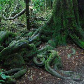Dacrycarpus dacrydioides buttress roots Riccarton Bush