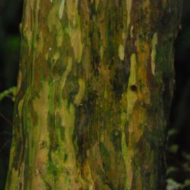Lophomrytus obcordata Riccarton Bush