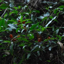 Passiflora tetrandra fruit Riccarton Bush 1