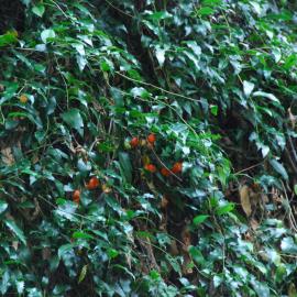 Passiflora tetrandra fruit Riccarton Bush 2