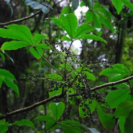 Schefflera digitata Riccarton Bush
