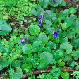 Viola odorata Riccarton Bush