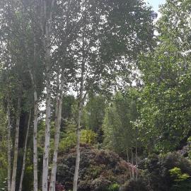 Maple Glen Gardens 19