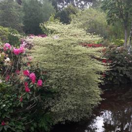 Maple Glen Gardens 25