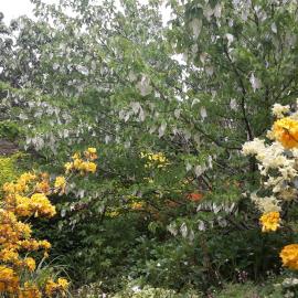 Maple Glen Gardens 32