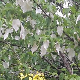 Maple Glen Gardens 33