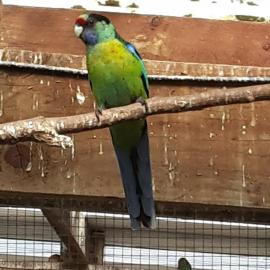 Maple Glen Gardens 34