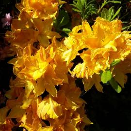 Maple Glen Gardens 36