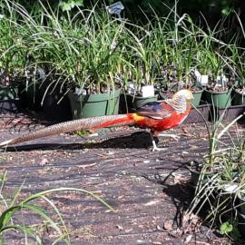 Maple Glen Gardens 37