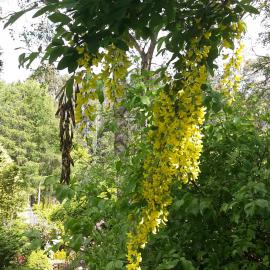 Maple Glen Gardens 38