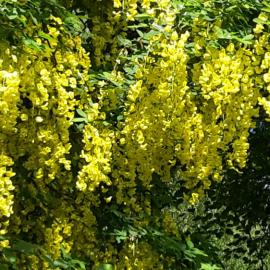 Maple Glen Gardens 39