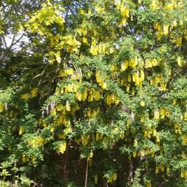 Maple Glen Gardens 40