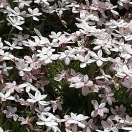 Maple Glen Gardens 42