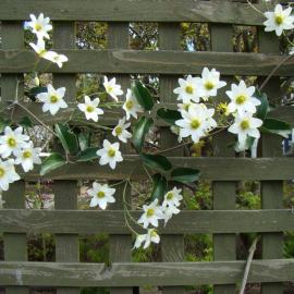 Clematis paniculata 1