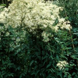 Clematis recta