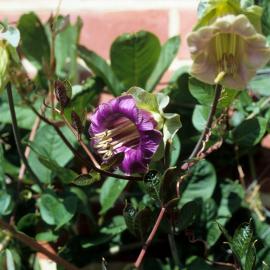 Cobaea scandens
