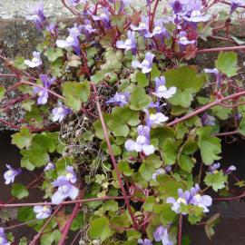 Cymbalaria muralis at Mona Vale 2