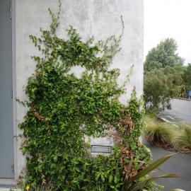 Ficus pumila 2