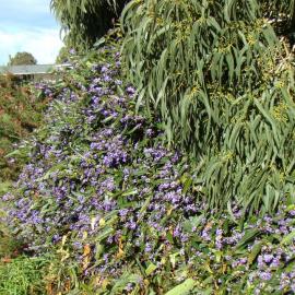 Hardenbergia violacea 1