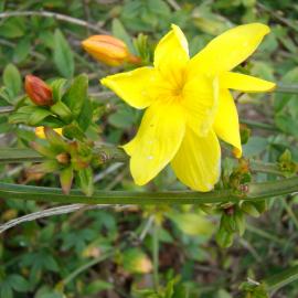 Jasminum mesnyi