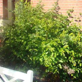 Lonicera hildebrandiana 2