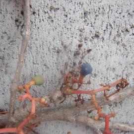 Parthenocissus tricuspidata 3 with wall adhesive tip tendrils