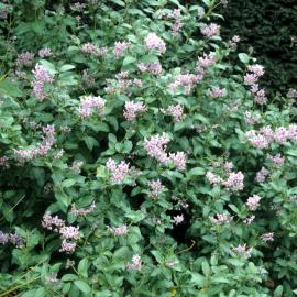 Solanum crispum 1