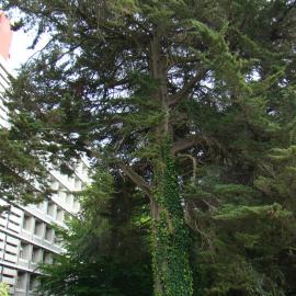 Cupressus macrocarpa 4
