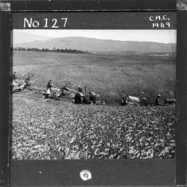 NZ Agriculture Slides-1948-49_127