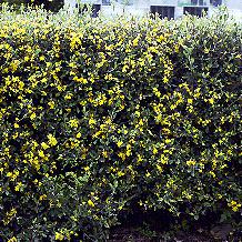 Corokia x virgata
